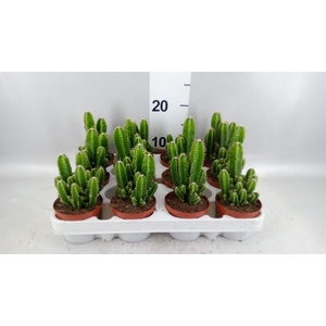 Cereus per. 'Florida'