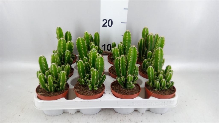 <h4>Cereus per. 'Florida'</h4>