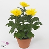 Chrysant Anastasia Geel
