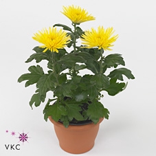 Chrysanthemum  'Anastasia Sunny'