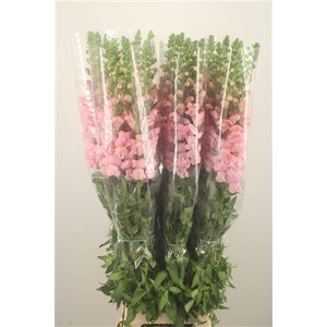 Antirrhinum Fr. Pink Ex