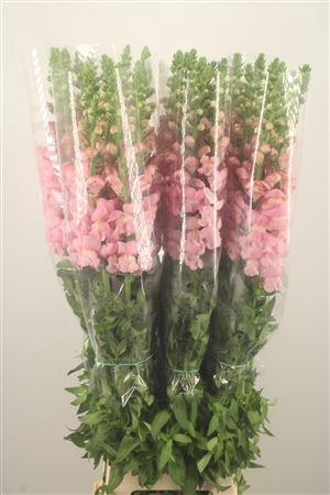 <h4>Antirrhinum Fr. Pink Ex</h4>