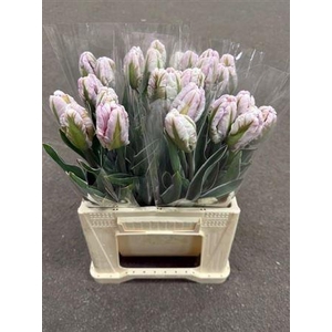 Tu Pa Silver Par Des (k)