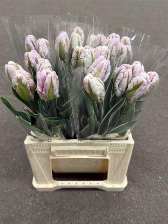 <h4>Tu Pa Silver Par Des (k)</h4>