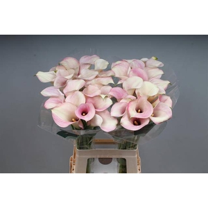 Calla Captain Rosette Kallaland