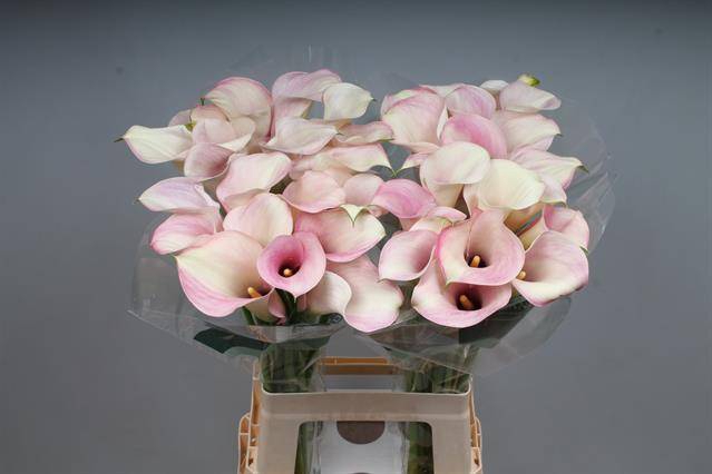 <h4>Calla Captain Rosette Kallaland</h4>