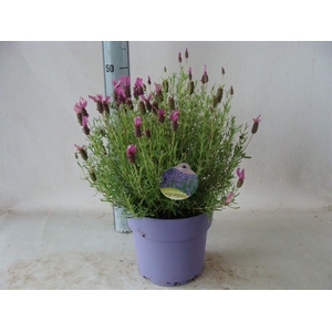 Lavandula stoec.