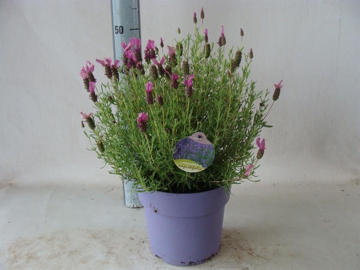 <h4>Lavandula stoec.</h4>