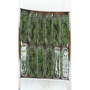 Moss Icelandic Dark Green Box