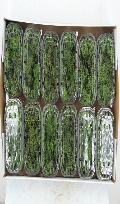 <h4>Moss Icelandic Dark Green Box</h4>