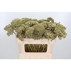 Ammi Zaad Kl Bh Goud