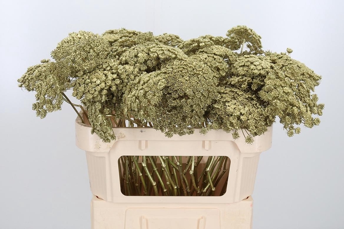 <h4>Ammi Zaad Kl Bh Goud</h4>