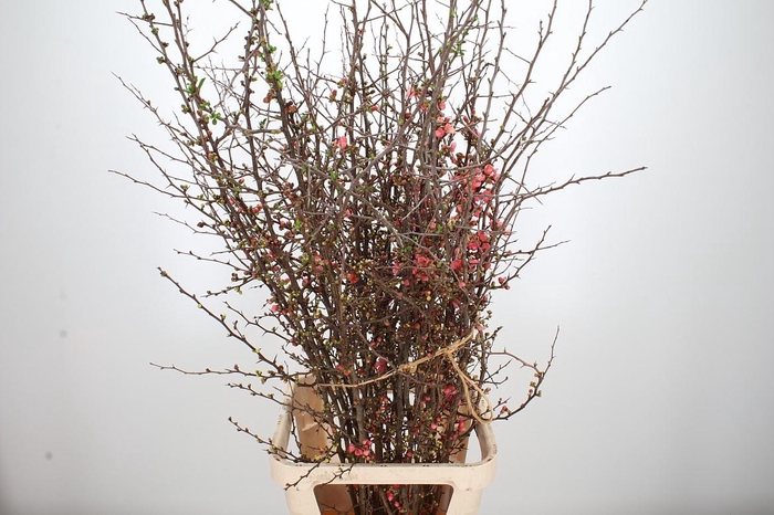 <h4>Chaenomelis Superba</h4>