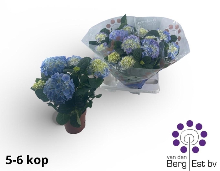 <h4>HYDR M FABOLO</h4>