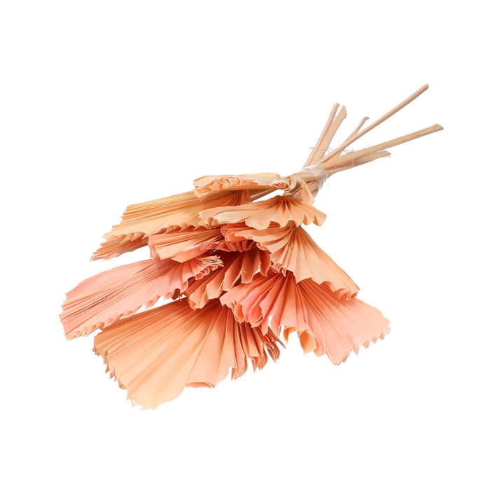 Droogbloem Palm Spear 50cm x10