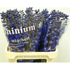 Delph Dewi Dark Blue Smile Wigchert