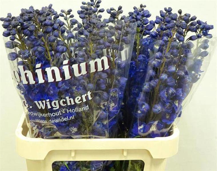 <h4>Delph Dewi Dark Blue Smile Wigchert</h4>
