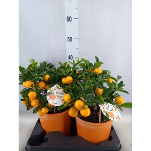 Citrofortunella microcarpa
