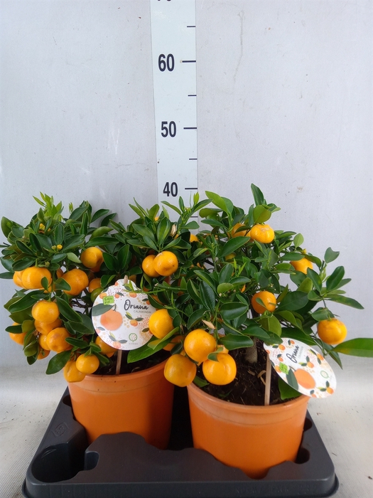 <h4>Citrofortunella microcarpa</h4>