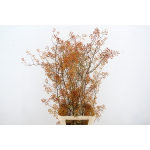 ROSA MAG GOLD 125CM