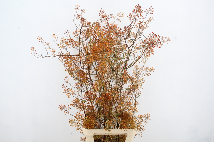 <h4>ROSA MAG GOLD 125CM</h4>