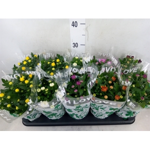 Chrysanthemum   ..mix 5