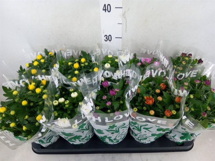 <h4>Chrysanthemum   ..mix 5</h4>