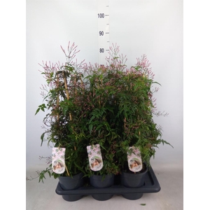 Jasminum polyanthum   ...rose