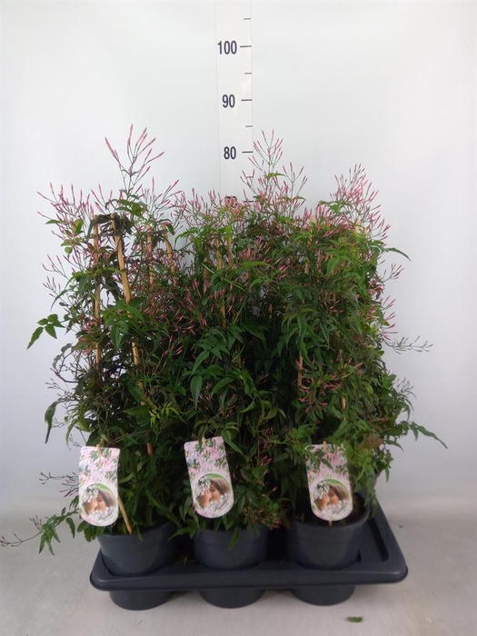 <h4>Jasminum polyanthum   ...rose</h4>