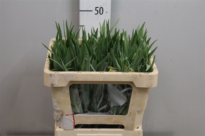 <h4>Fritillaria Uva-vulpis</h4>