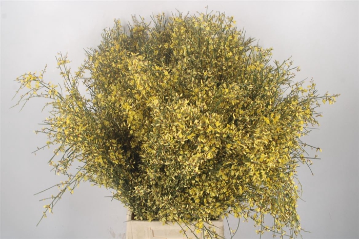 <h4>Ginster Yellow Per Bunch</h4>