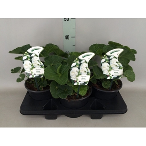 Alcea rosea 'SpringCel White'