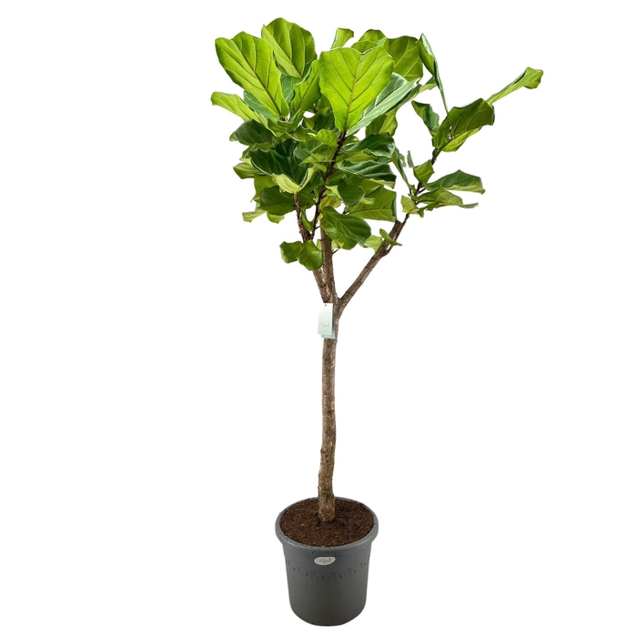 <h4>Ficus lyrata</h4>