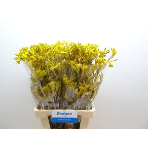 ANIGOZ YELLOW GEM