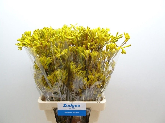 <h4>ANIGOZ YELLOW GEM</h4>