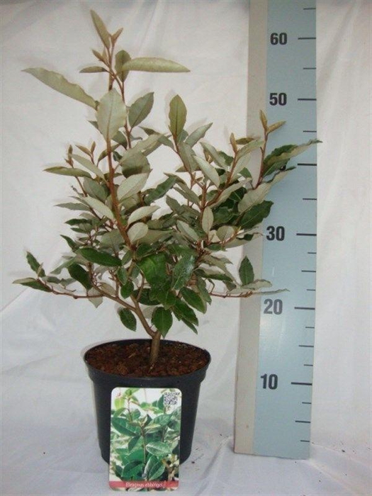 <h4>Elaeagnus x ebbingei</h4>