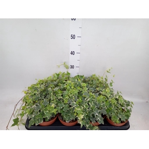 Hedera helix 'Eva'