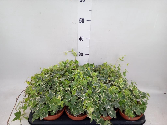 <h4>Hedera helix 'Eva'</h4>