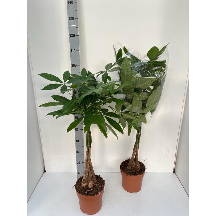 <h4>PACHIRA AQUATICA</h4>
