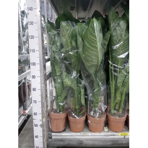 Dieffenbachia seg. 'Tropic Snow'