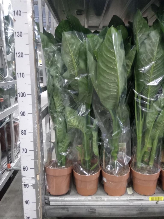 <h4>Dieffenbachia seg. 'Tropic Snow'</h4>