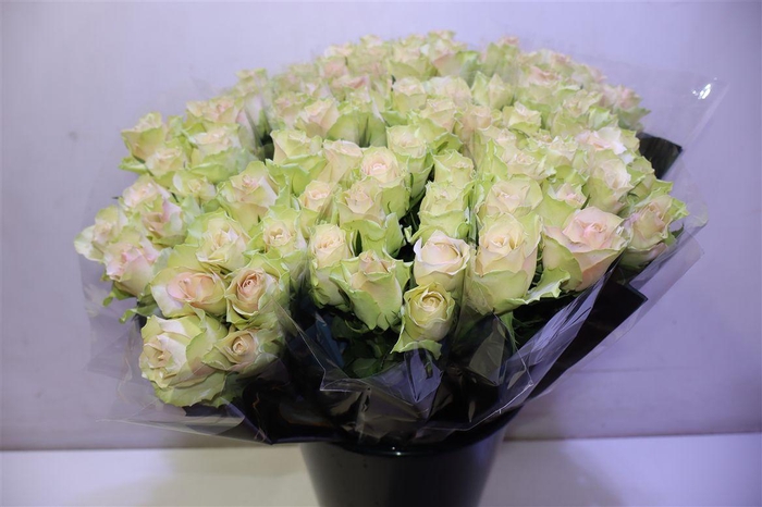 <h4>R Gr La Belle X10</h4>