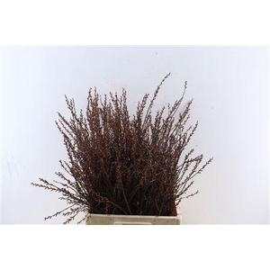 MYRICA GALE (GAGEL) P STEM