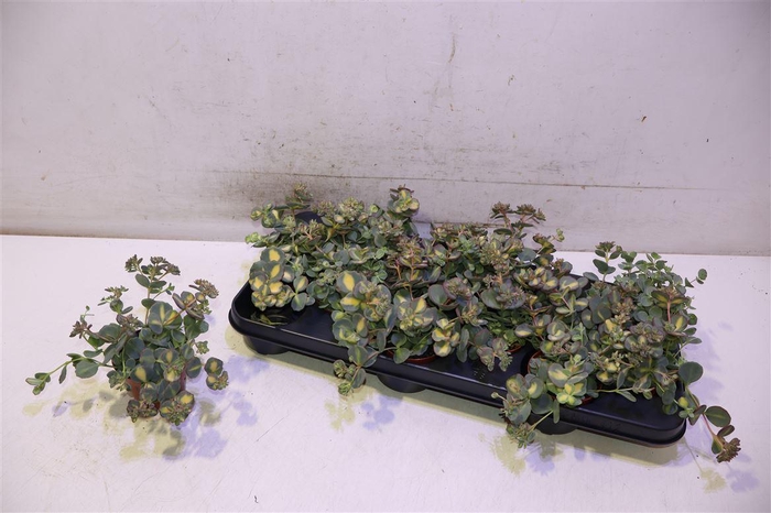 <h4>Sedum Si Mediovarieg</h4>