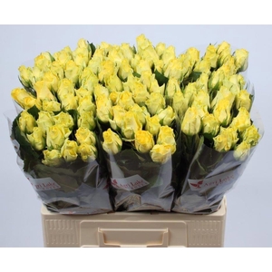 R GR MINION ROSE