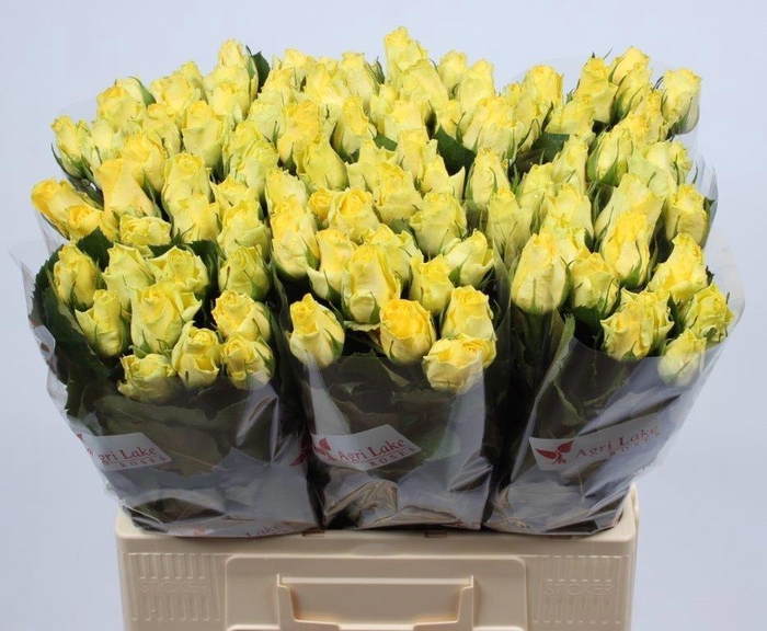 <h4>R GR MINION ROSE</h4>