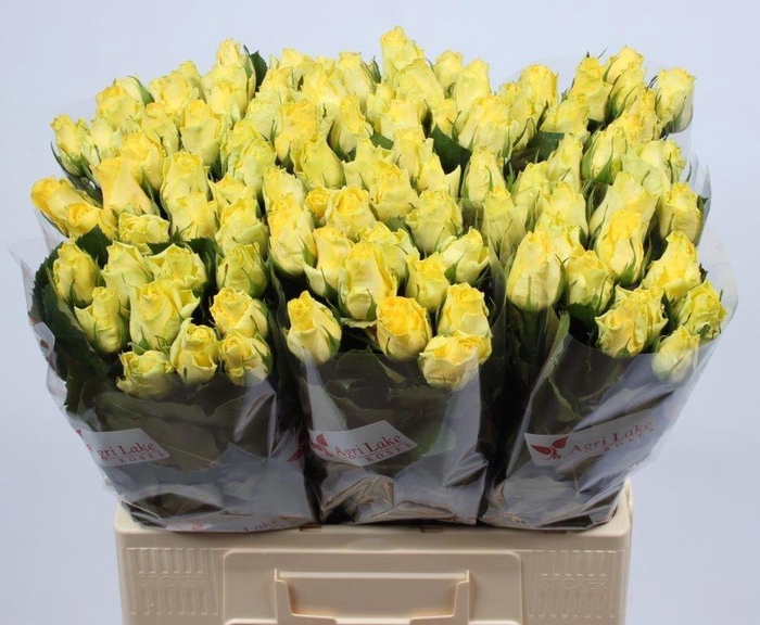 <h4>R GR MINION ROSE</h4>