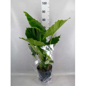 Alocasia gageana