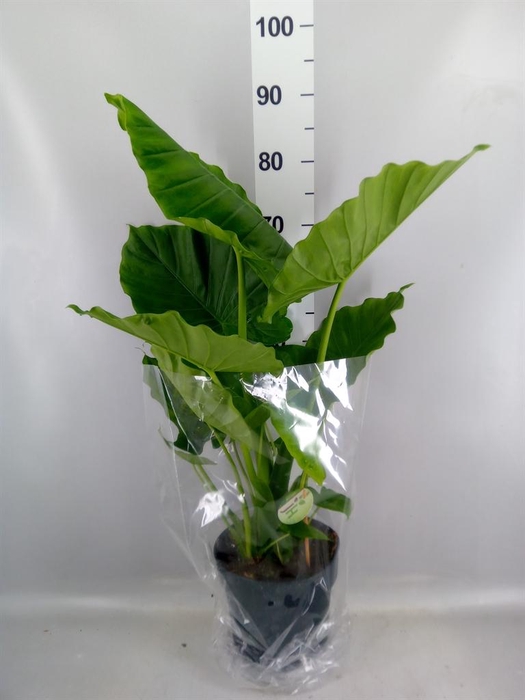 <h4>Alocasia gageana</h4>