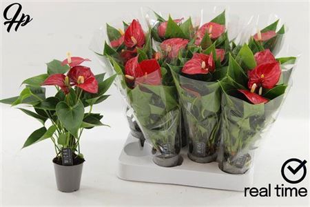 Anth An Rood Mini 2+